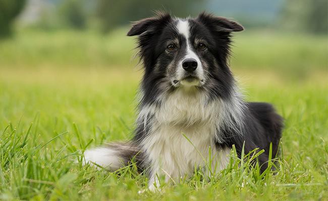 border-collie-scottish-dog-breeds