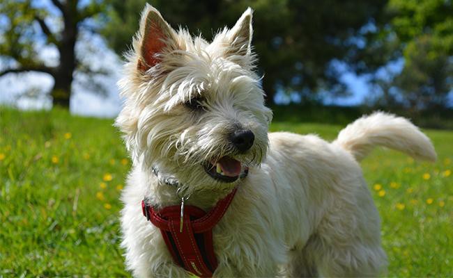 cairn-terrier-scottish-dog-breeds