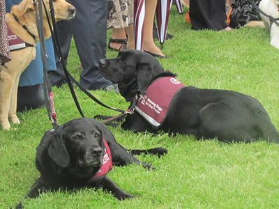hearing-dogs-service-dogs
