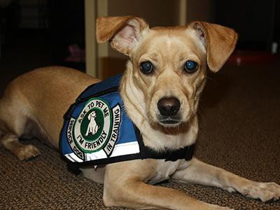 psychiatric-service-dogs