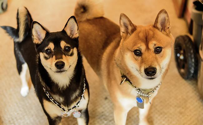 Shiba Inu Dog Breed Information And Feeding Tips Petmoo