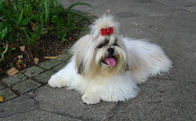 the-practical-top-knot