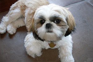 american-shih-tzu