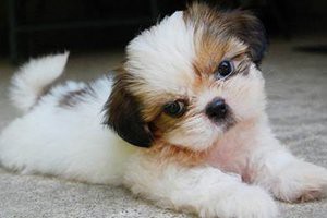 european-shih-tzu