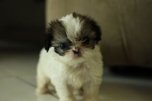 imperial-shih-tzu