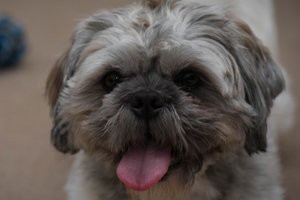 shih-tzu-dog-breathing-problem