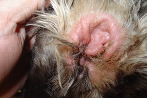 shih-tzu-dog-ear-infections