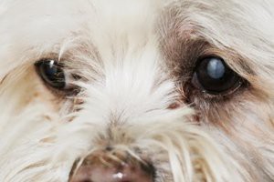 shih-tzu-dog-eye-related-issues