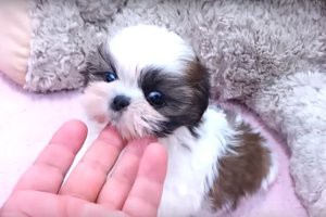 teacup-shih-tzu