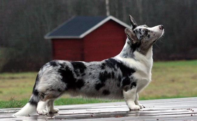 cardigan-welsh-corgi-short-legged-dogs