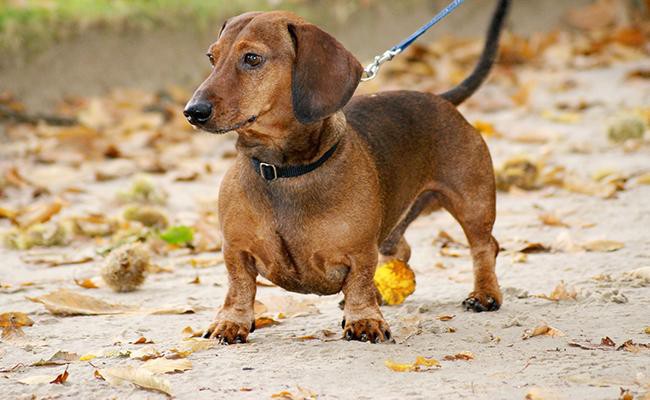 a german breed of dog with a long body and short legs