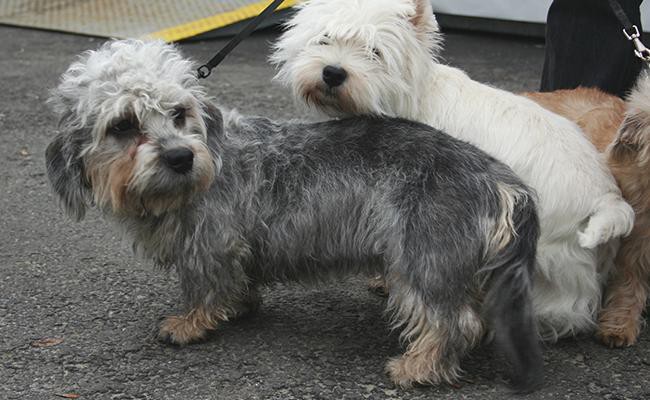 dandie-dinmont-terrier-short-legged-dogs