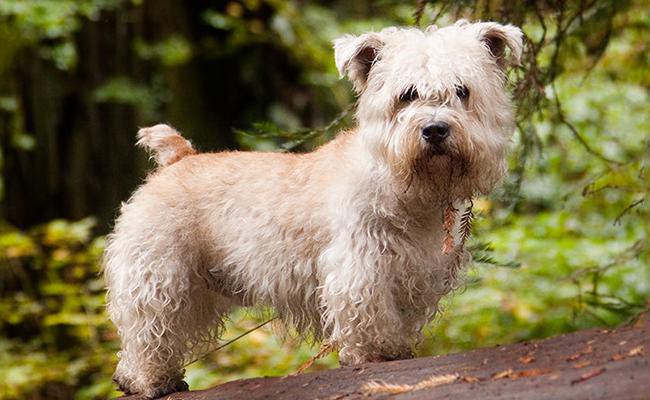 small short legged terrier