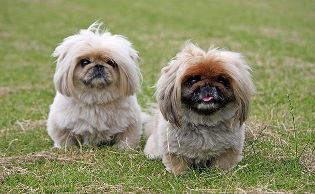 pekingese-short-legged-dogs