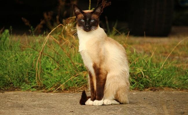 how-long-does-siamese-cats-live