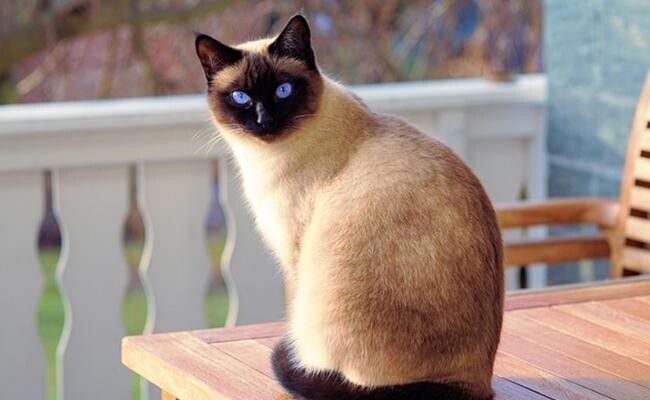 siamese-cat-breed-overview