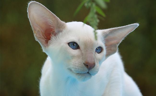 siamese-cat-coat-colour-appearence