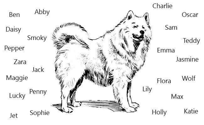 siberian-huskies-names