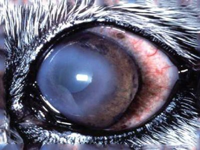 siberian-husky-cataract