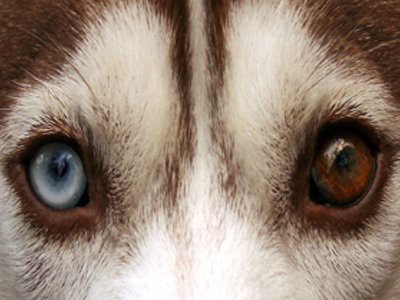 siberian-husky-corneal-dystrophy