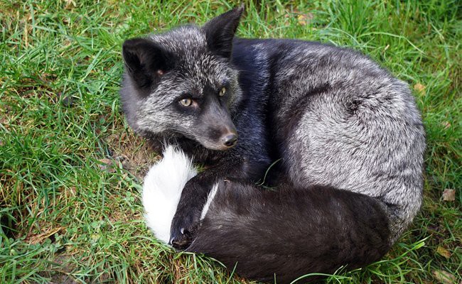 silver-fox-pets