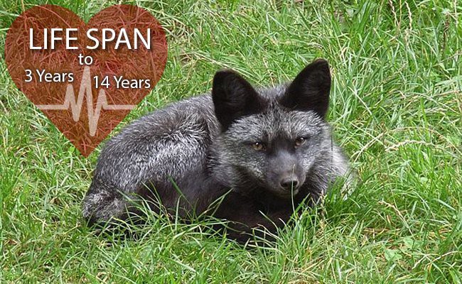 silver-foxes-lifespan