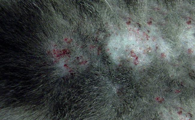 flea-allergy-dermatitis