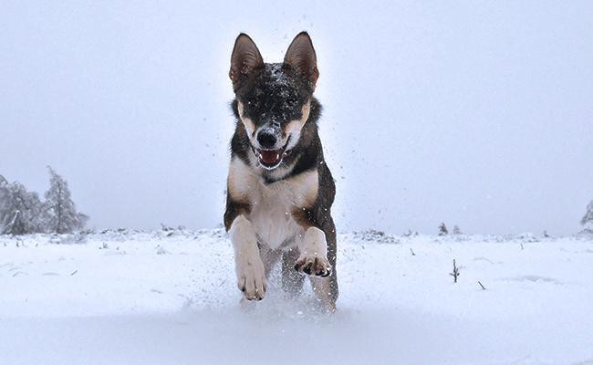 alaskan-husky-sled-dogs