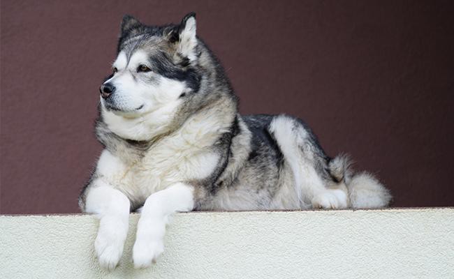 alaskan-malamute-sled-dogs