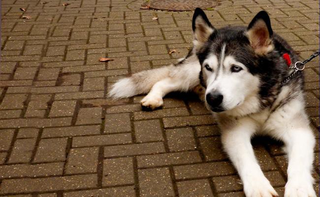 canadian-eskimo-dog-sled-dogs