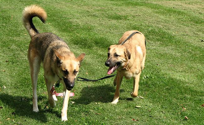 chinook-sled-dogs