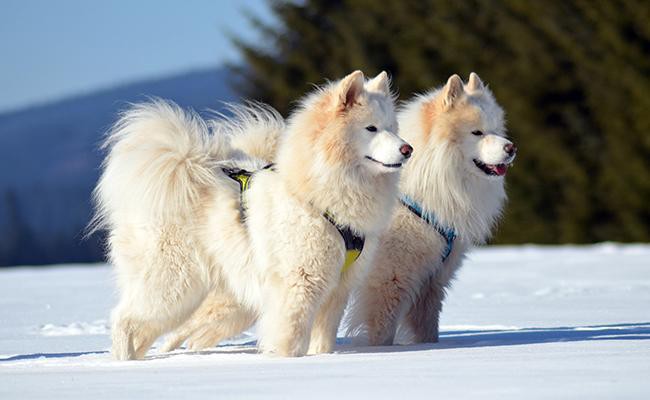 samoyed-sled-dogs