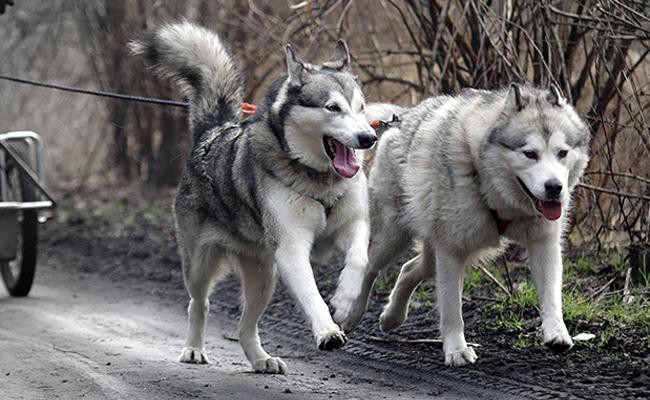 siberian-husky-sled-dogs