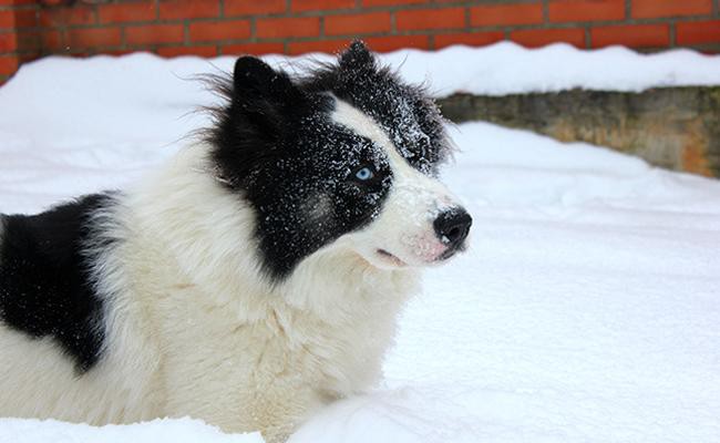 yakutian-laika-sled-dogs