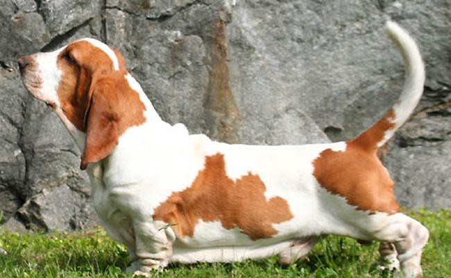 basset-hound-sleepiest-dogs