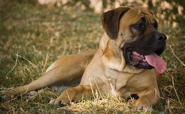 mastiffs-sleepiest-dogs