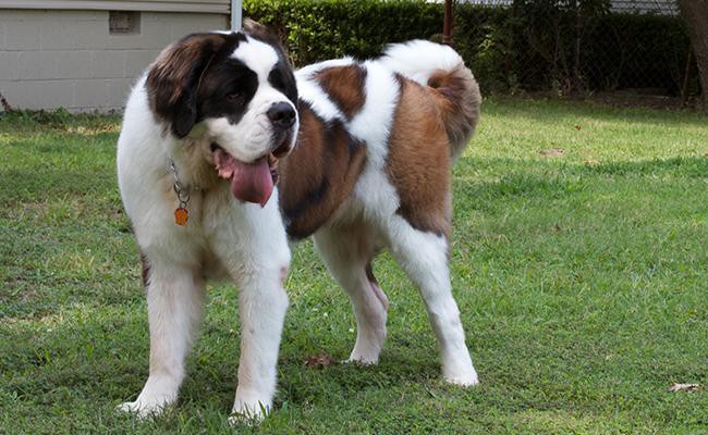 saint-bernards-sleepiest-dogs