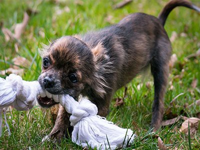 small-dog-breeds-easy-to-train