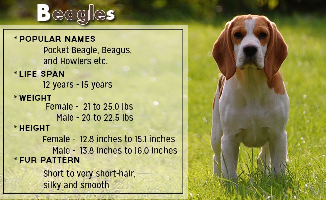 beagles-small-dog - Small Dog Breeds