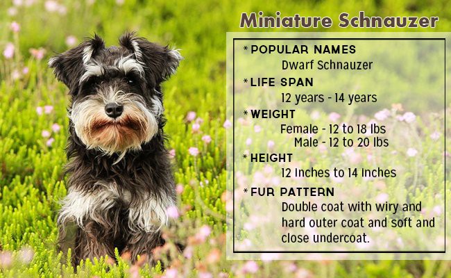 miniature-schnauzer-small-dog