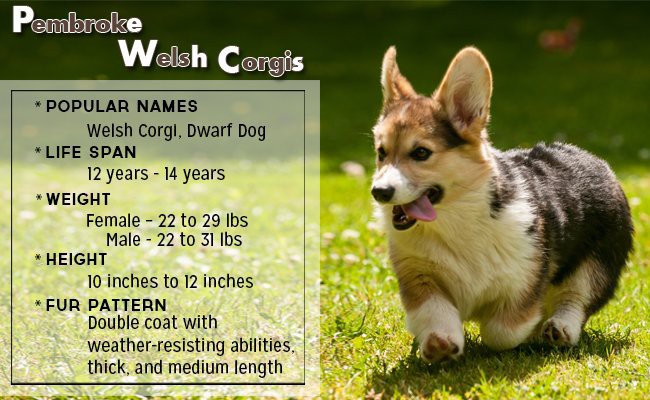 pembroke-welsh-corgis-small-dog