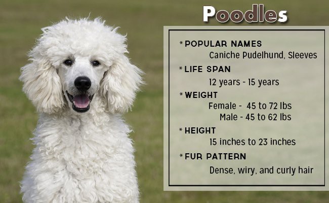 poodles-small-dog