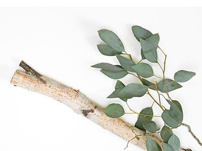 eucalyptus-smell