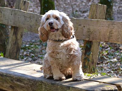 american-cocker-spaniel-breed