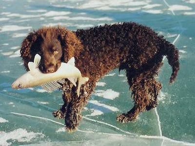 american-water-spaniel-spaniel-breed