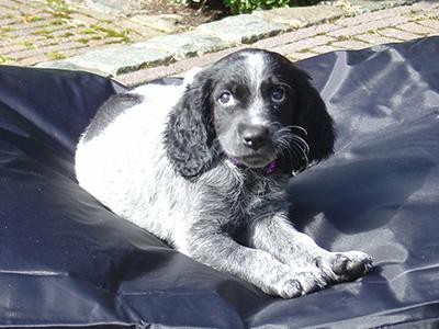 blue-picardy-spaniel-breed