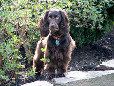 boykin-spaniel-breed