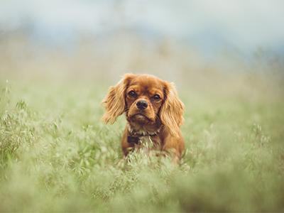 cavalier-king-charles-spaniel-breed