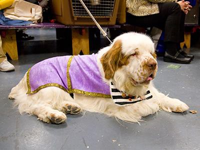 clumber-spaniel-breed