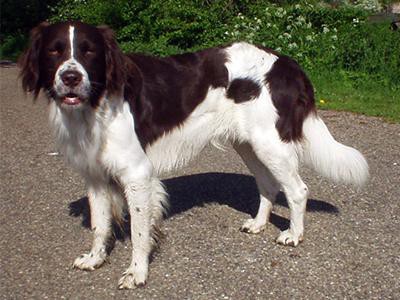 drentse-patrisjhond-spaniel-breed